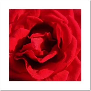 Red Rose Flower Macro Posters and Art